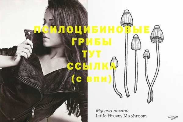 шишки Абаза